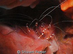 Banded Coral Shrimp- Cozumel, Mex. 08
Sea & Sea 1G by Shawn Rener 